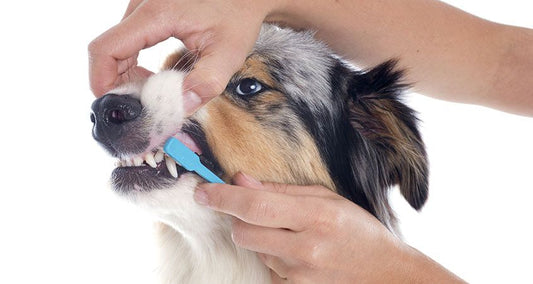 Enfermedades dentales caninas ¿cómo combatirlas?