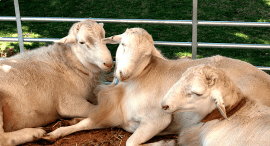 Adecuado manejo del ganado ovino y asesoría veterinaria