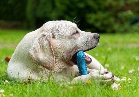 Beneficios de obsequiarle una mordedera a tu perro