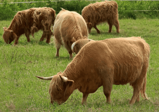 El Enemigo Invisible en el Corral: Comprendiendo el Estrés Oxidativo en los Animales