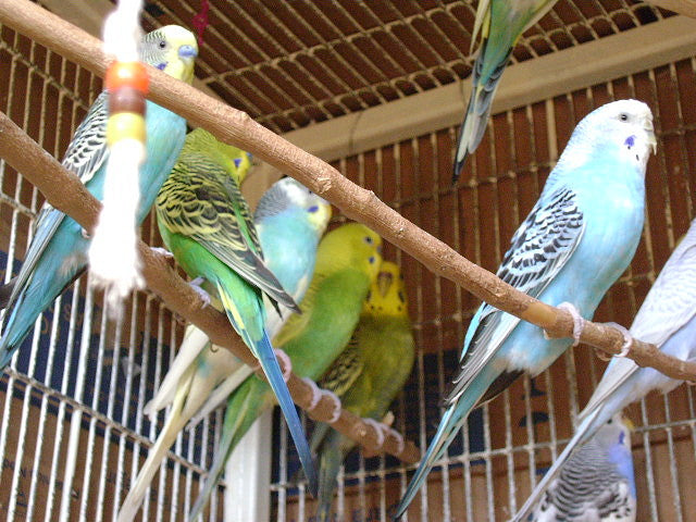 Importancia de las vitaminas en los pájaros mascota
