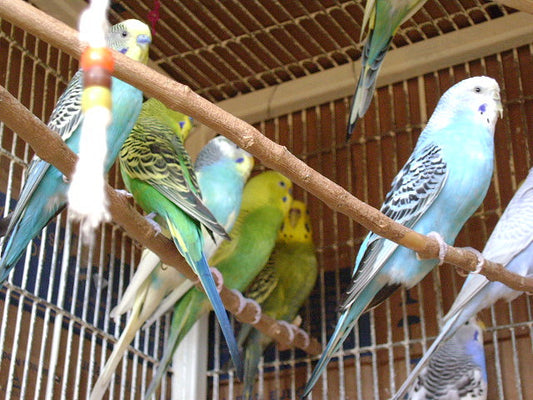 Importancia de las vitaminas en los pájaros mascota