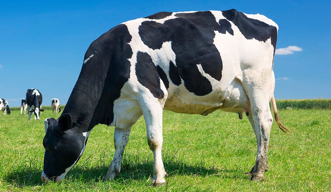 Importancia del aseo de los enseres para el manejo animal en granjas y criaderos