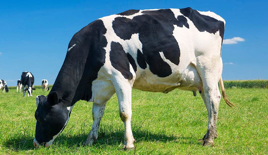 Importancia del aseo de los enseres para el manejo animal en granjas y criaderos