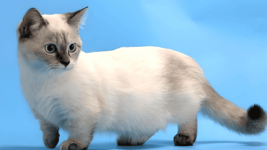 Cuidados y atenciones esenciales para el gato Munchkin