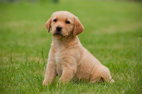 Asesoría veterinaria y complementos nutricionales para el perro