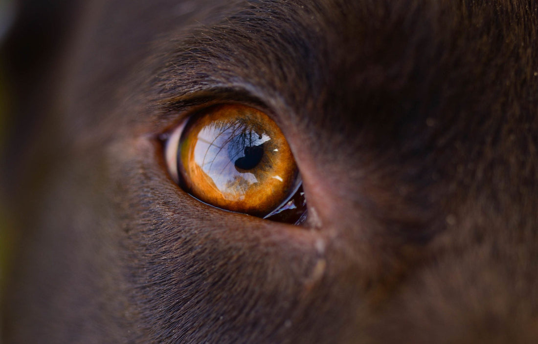 Problemas Oculares en los Perros Asociados al Envejecimiento