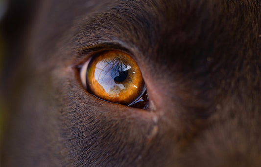 Problemas Oculares en los Perros Asociados al Envejecimiento