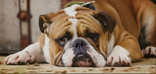 Cómo se puede detectar el sobrepeso en las mascotas