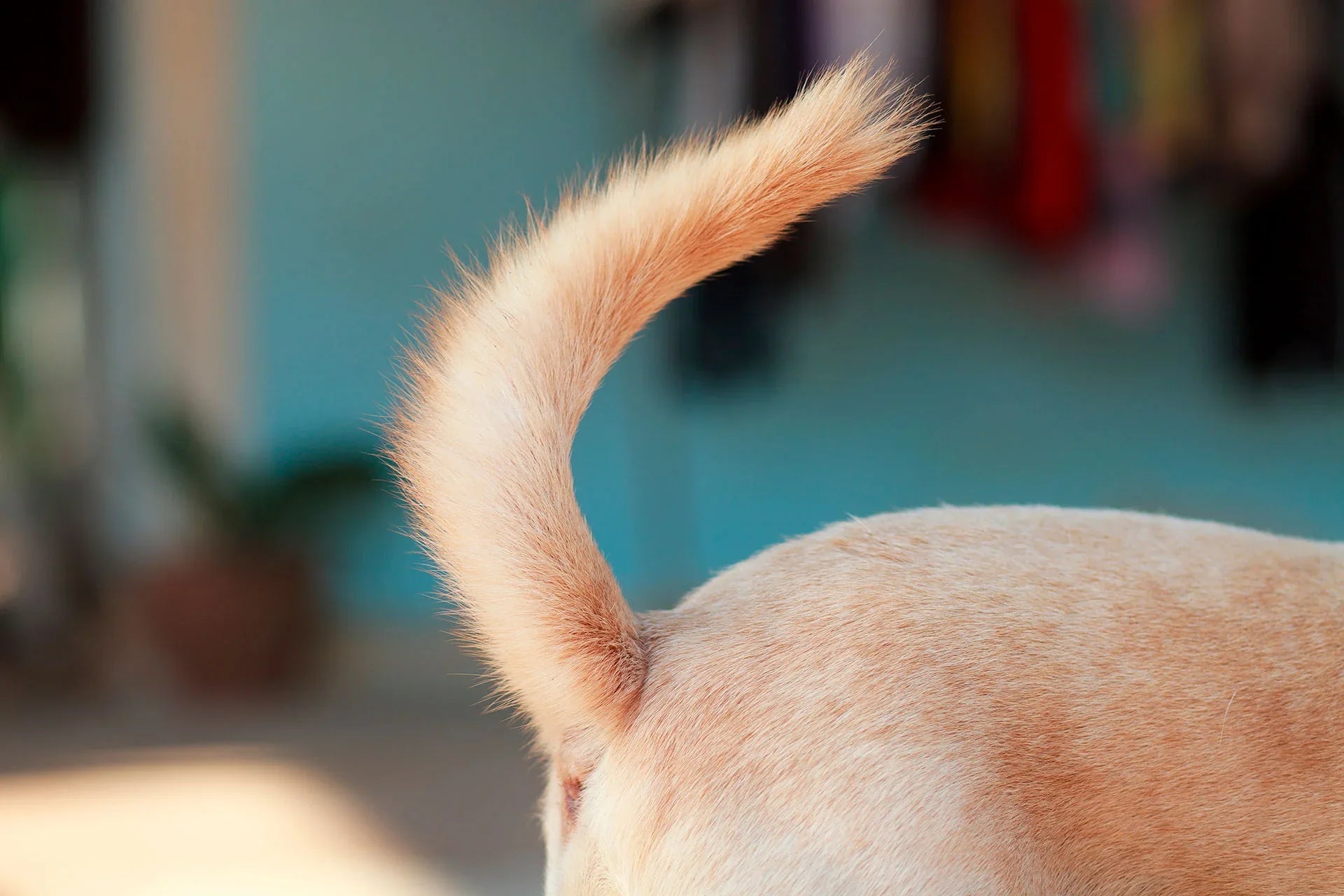 Cuidados de la Cola de los Perros para Prevenir Enfermedades