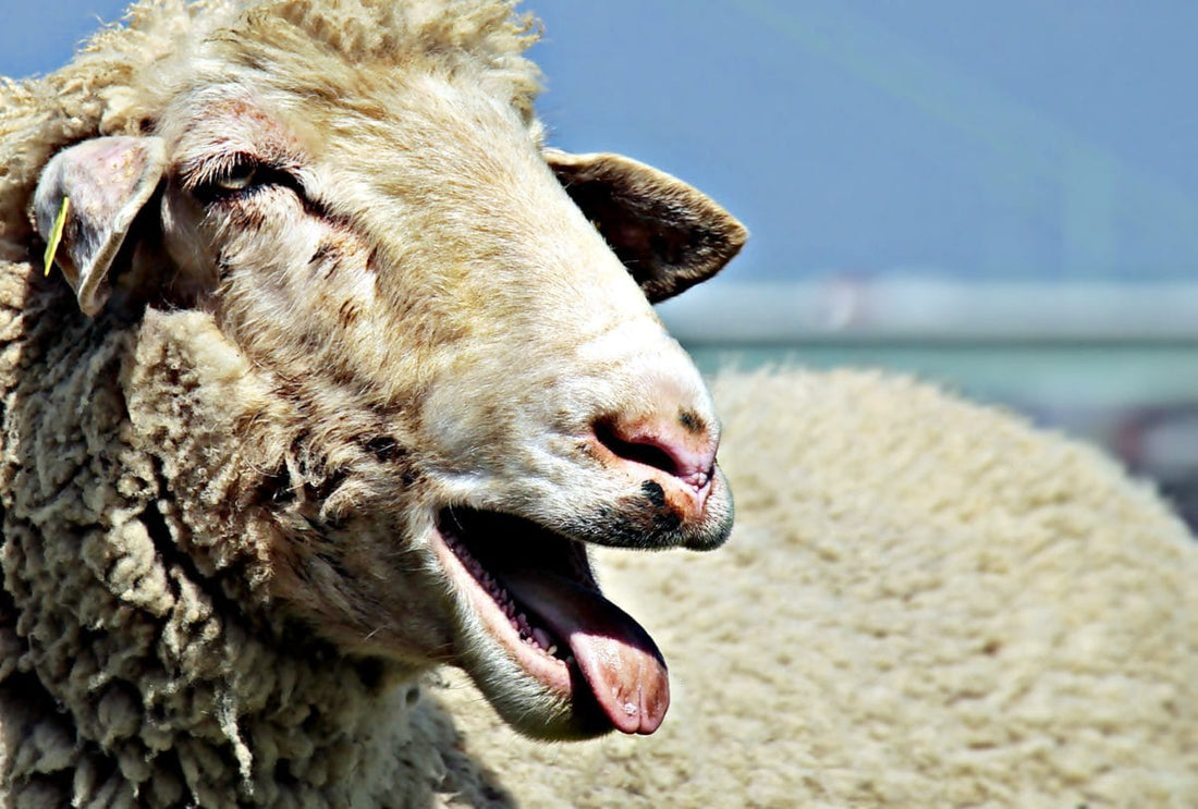 Combatir la Parasitosis Interna en Ganado Ovino