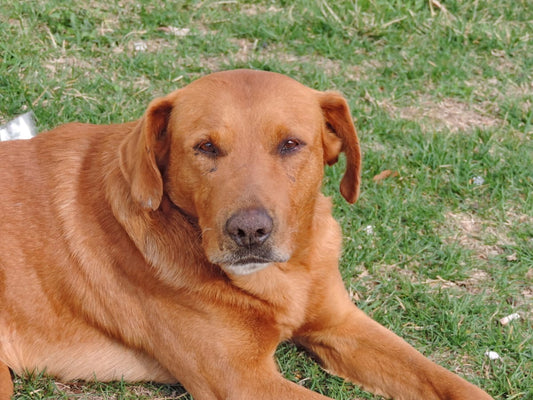 El problema del hígado graso en los perros