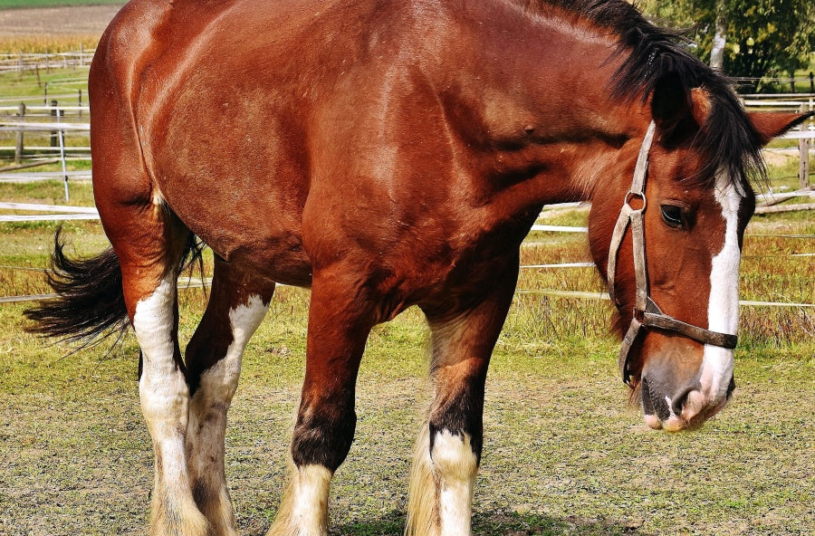 Cómo tener una explotación pecuaria libre de maltrato animal