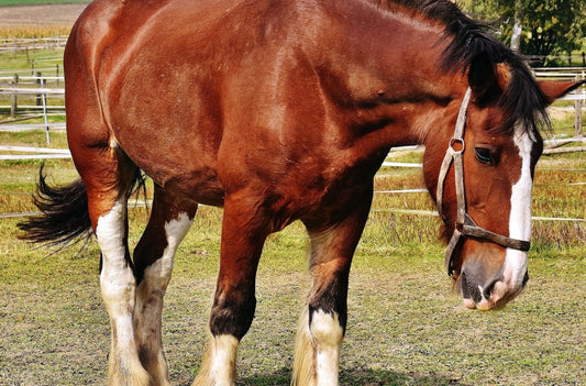 Cómo tener una explotación pecuaria libre de maltrato animal