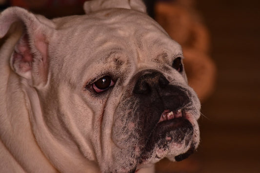 ¿Por qué los perros muerden los muebles?