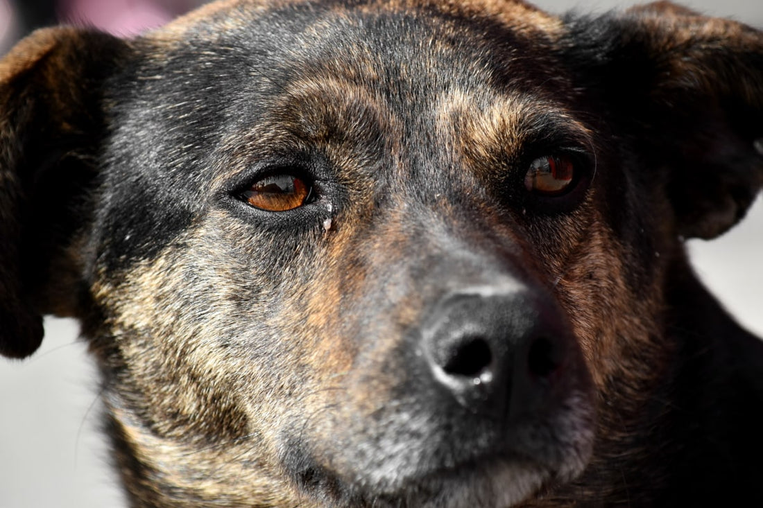 Cómo evitar la obesidad en los perros