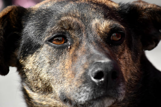 Cómo evitar la obesidad en los perros