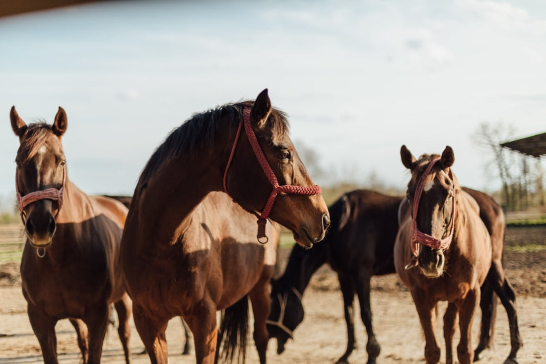 El problema de las paperas en los caballos
