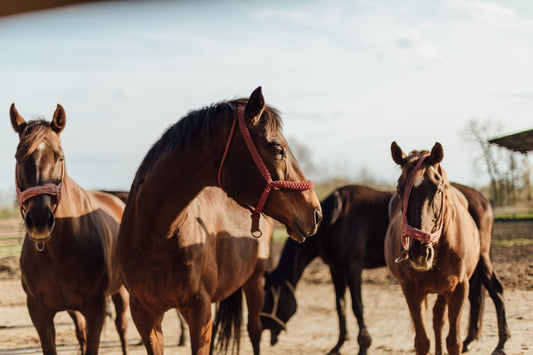 El problema de las paperas en los caballos