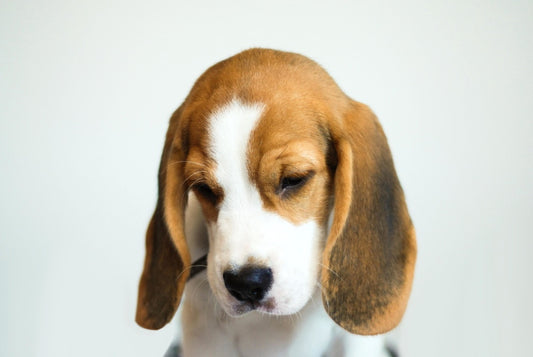 Qué daños les provoca a las mascotas la pirotecnia de las Fiestas Patrias