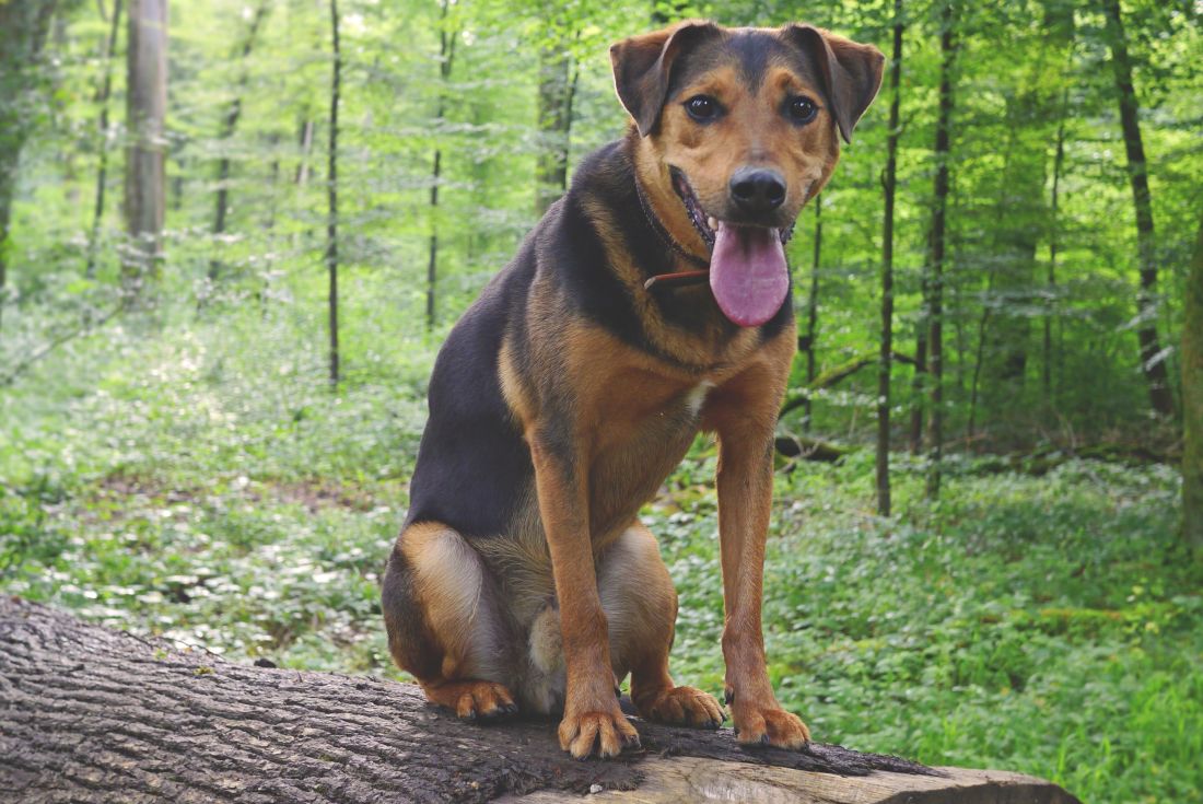 Cómo se debe adoptar un can de la calle