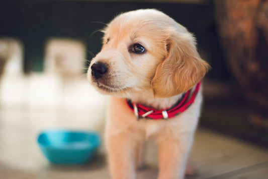 Cuidados, salud y adiestramiento de cachorros