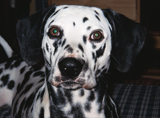 Consejos y recomendaciones para cuidar a un perro dálmata