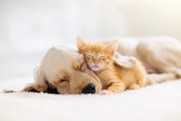 Cuidados básicos para cachorros y gatitos recién adoptados
