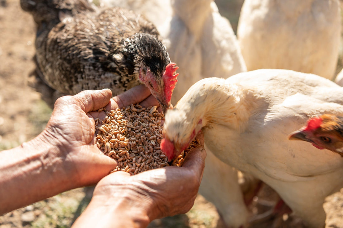 Enfermedades en los animales de granja provocadas por la polución ambiental
