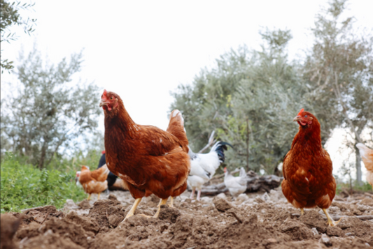 Salud bucal en aves de corral: Afecciones en el pico y la cavidad oral de las gallinas