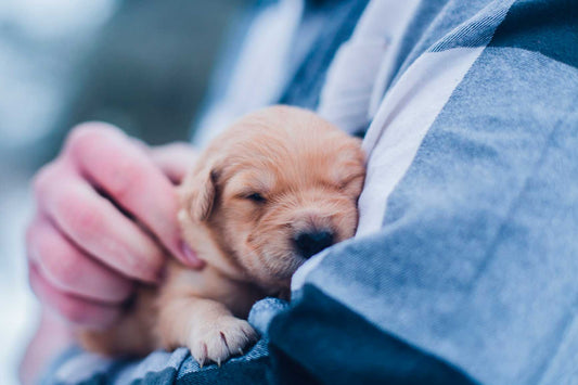Protegiendo a los Cachorros del Frío en Casa: Una Responsabilidad Vital para su Bienestar