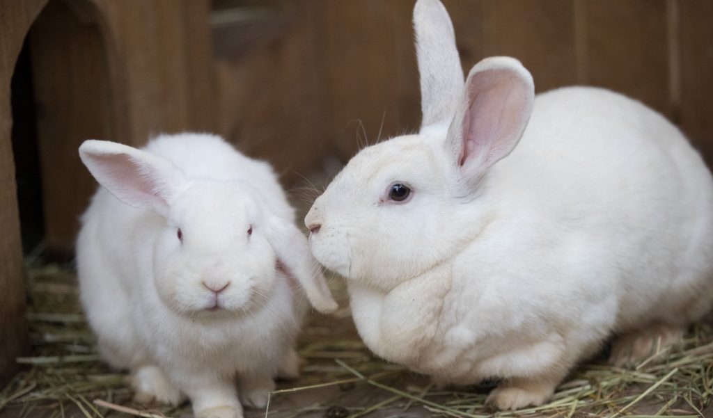 Combatir la Mixomatosis en Criaderos de Conejos: Importancia del Asesoramiento Veterinario
