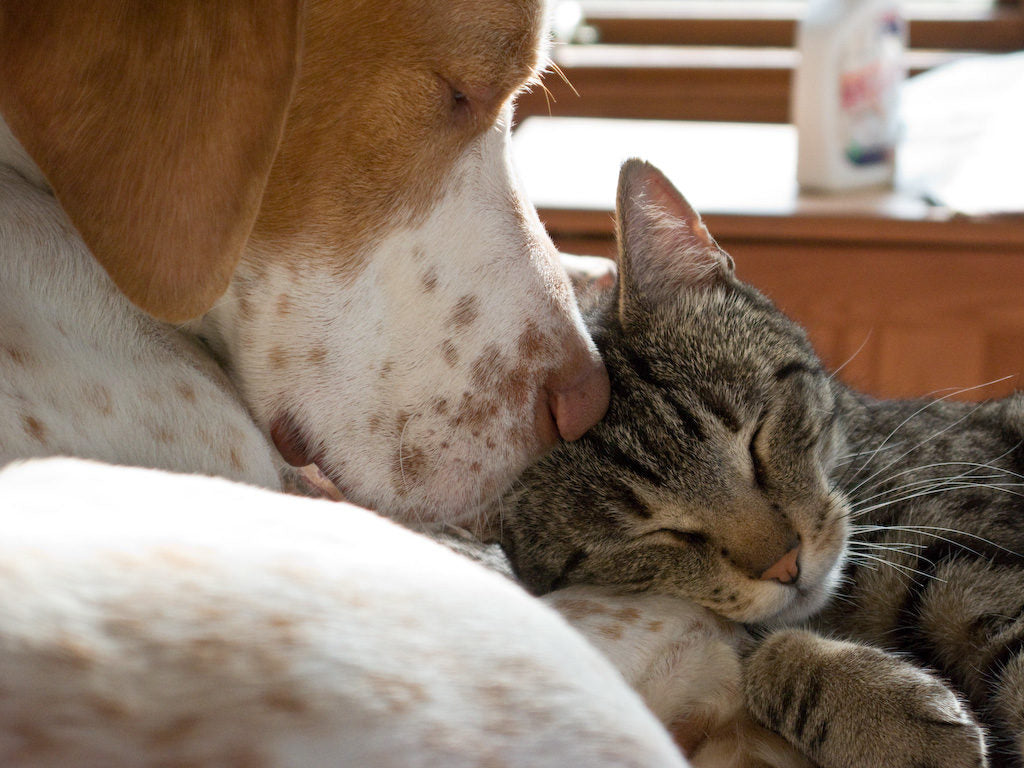 Claves para tener felices y sanas varias mascotas en casa
