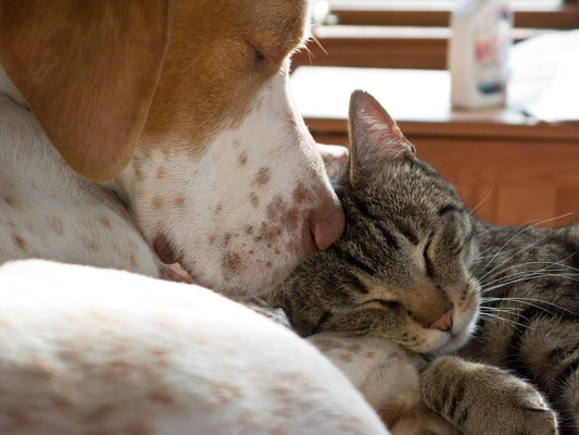 Claves para tener felices y sanas varias mascotas en casa