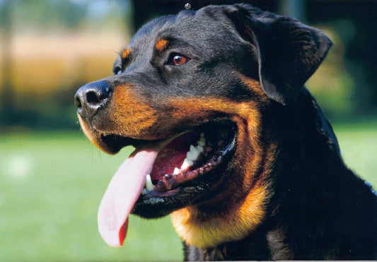 Cómo cuidar a un perro Rottweiler