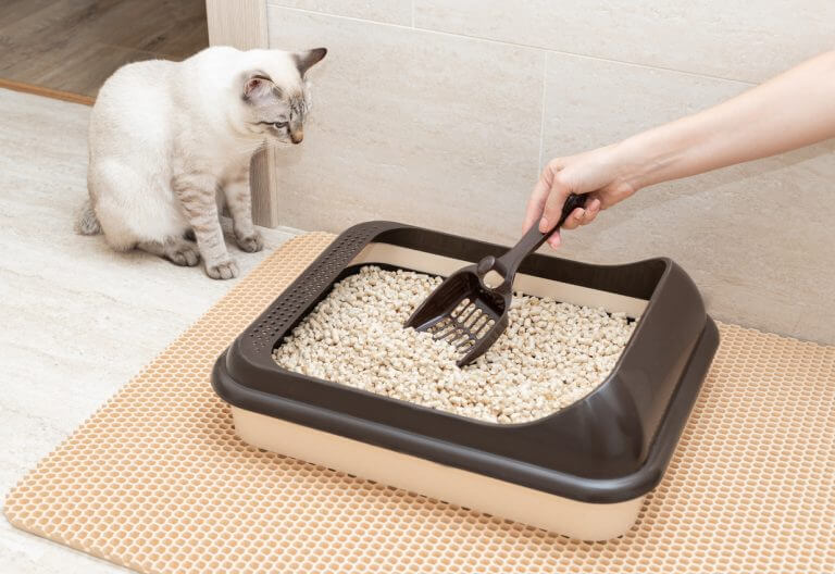 Cómo elegir la arena para gatos adecuada: tipos, beneficios y recomendaciones prácticas