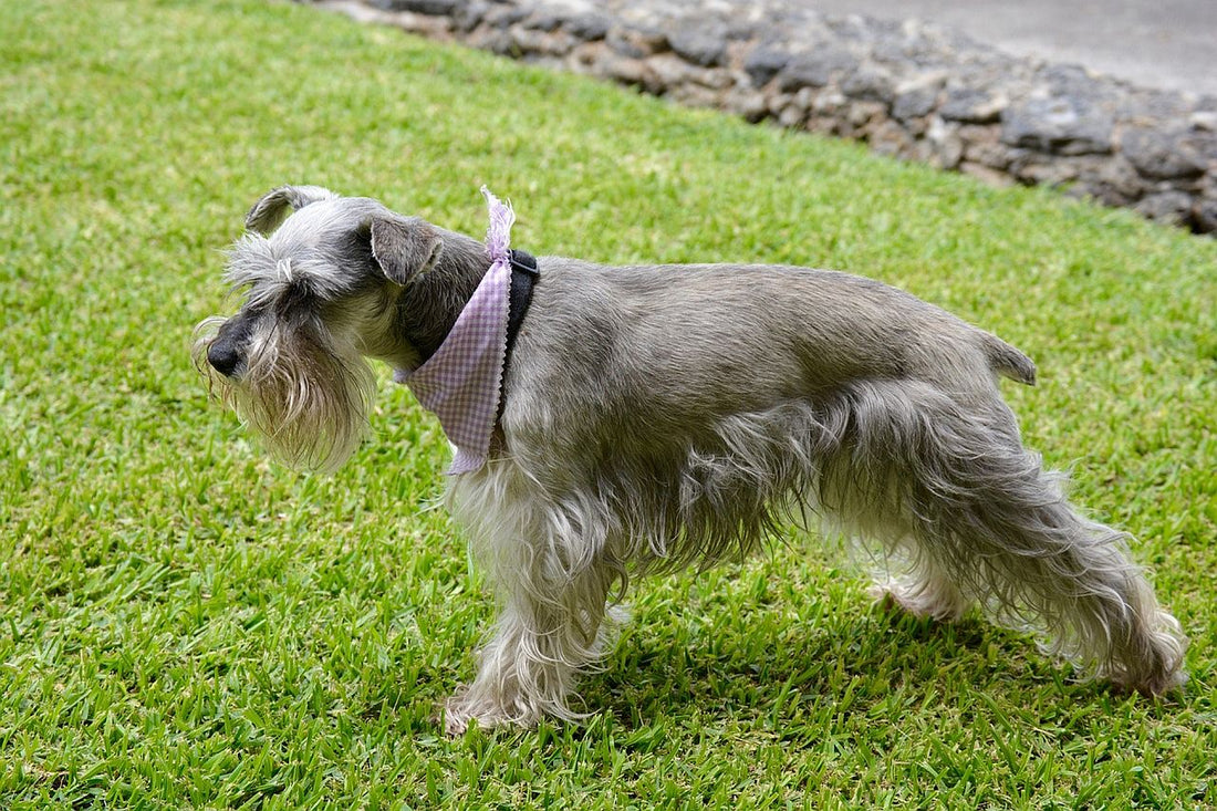 Tips para el cuidado del perro Schnauzer en el hogar