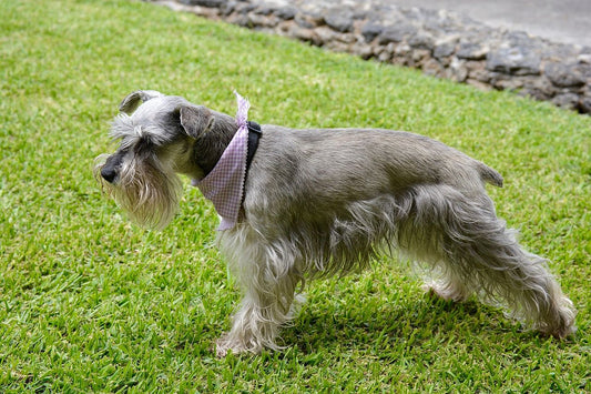 Tips para el cuidado del perro Schnauzer en el hogar