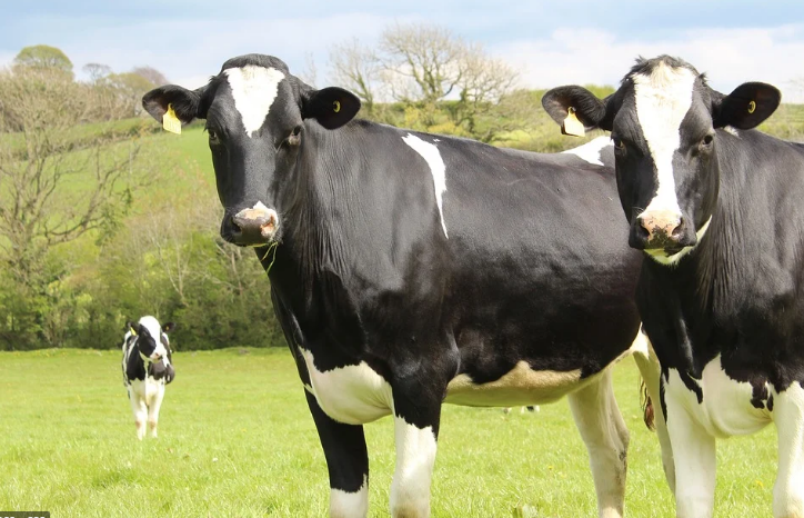 Condiciones que afectan el comportamiento de las vacas