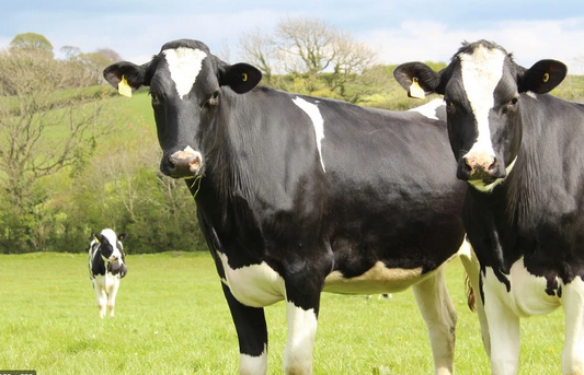 Condiciones que afectan el comportamiento de las vacas