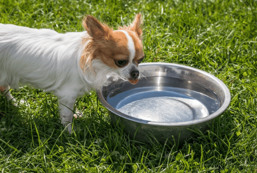 Los riesgos de las mascotas por beber agua polucionada
