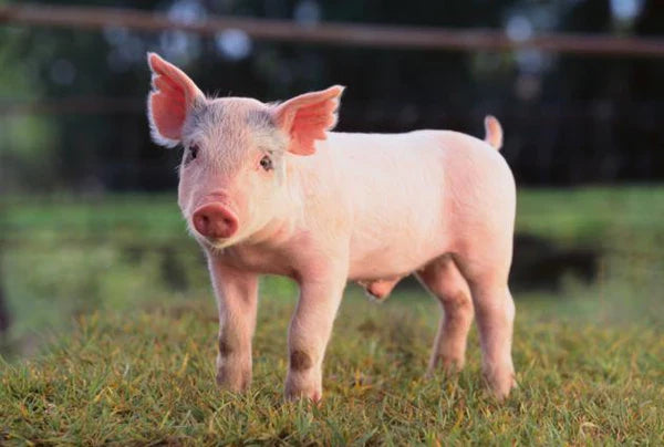 Enfermedades del Ganado Porcino por Escasa Bioseguridad
