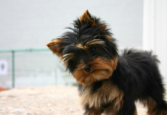 Consejos y recomendaciones para cuidar al yorkshire terrier