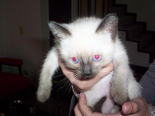 Enfermedades que afectan a los gatos siameses cachorros