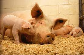 Estrategias veterinarias para contener los casos de Rinitis Atrófica Porcina
