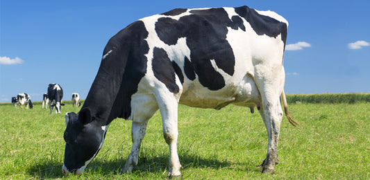 Enfermedades bacterianas en mascotas y animales de cría