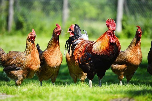 Los mejores complementos nutricionales para las aves de corral
