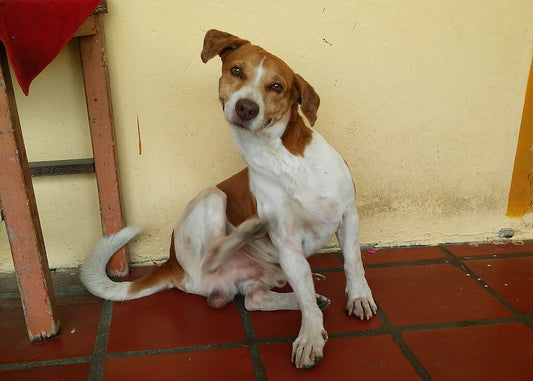 Importancia de la desparasitación periódica en las mascotas