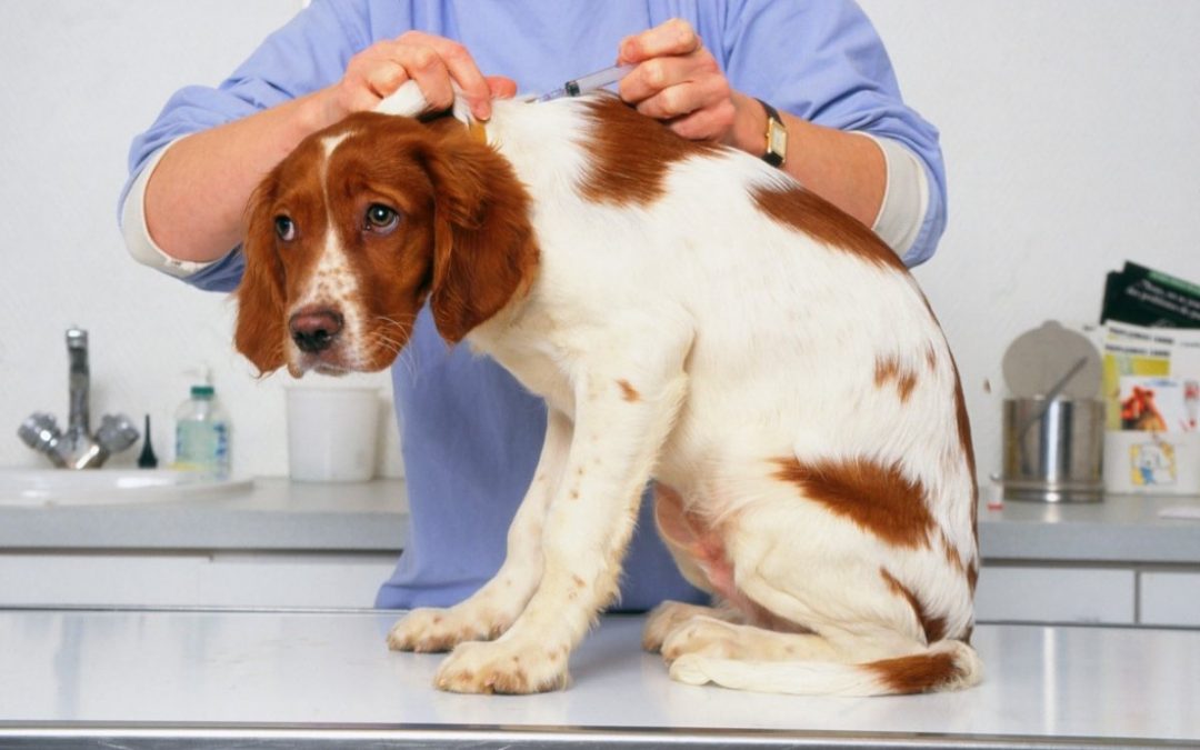 Importancia de la desparasitación en perros y gatos