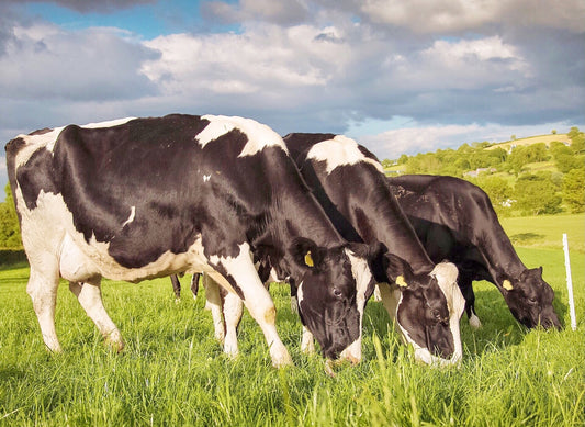 Importancia de la veterinaria en el manejo animal responsable